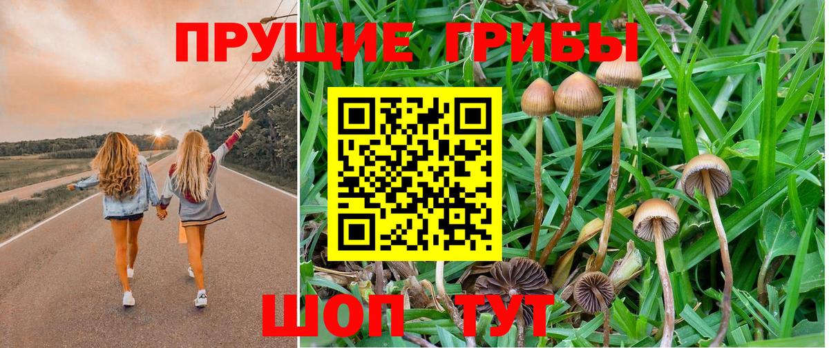 Псилоцибиновые грибы Cubensis Дивногорск